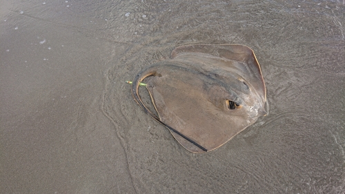 アカエイの釣果