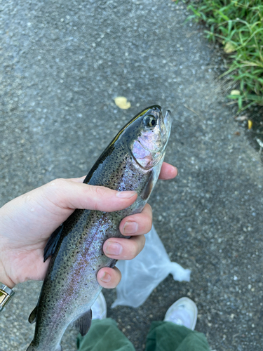 ニジマスの釣果