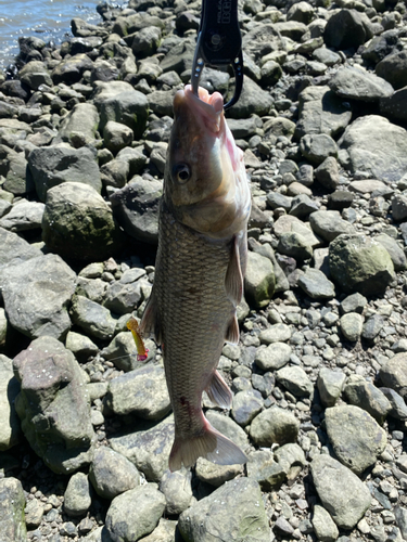 ニゴイの釣果