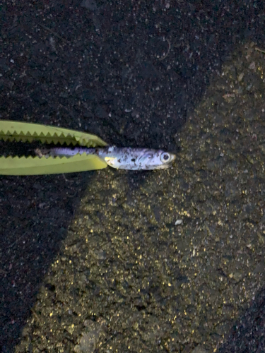 カタクチイワシの釣果