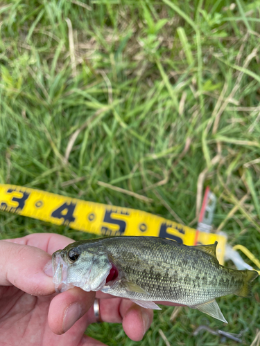 ブラックバスの釣果