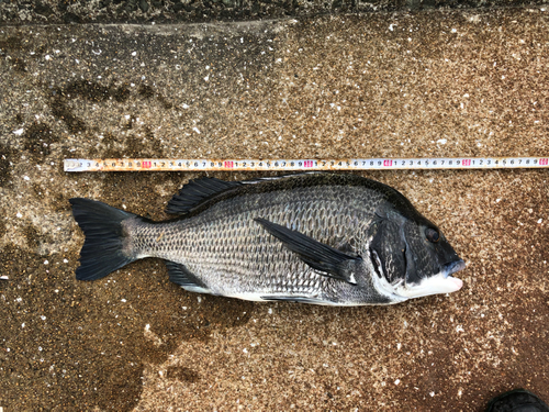 チヌの釣果