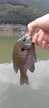 ブルーギルの釣果