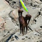 タコ
