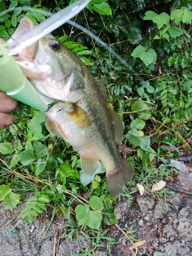 ラージマウスバスの釣果