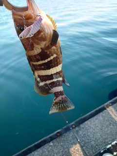 アオハタの釣果