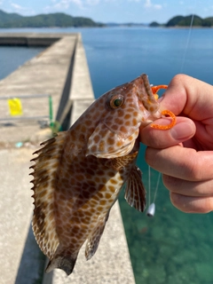 オオモンハタの釣果