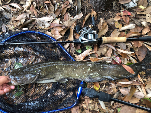 ナマズの釣果