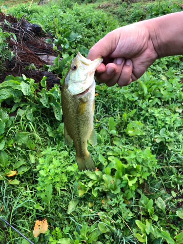 ラージマウスバスの釣果