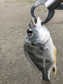 キビレの釣果