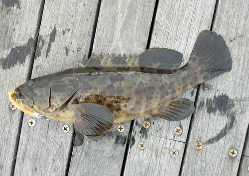 チャイロマルハタの釣果