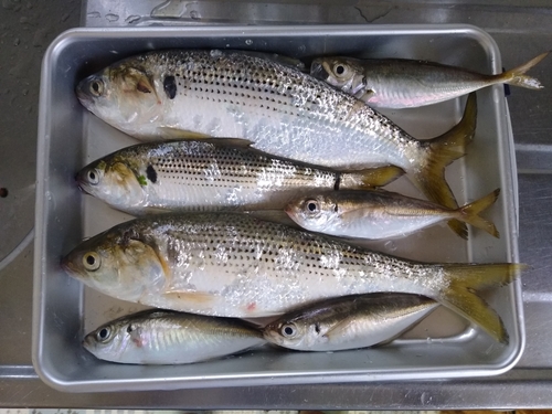 コノシロの釣果