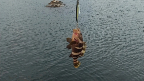 アオハタの釣果