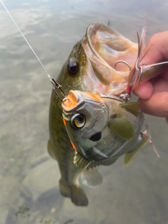 ブラックバスの釣果