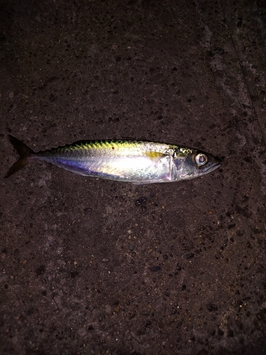 サバの釣果