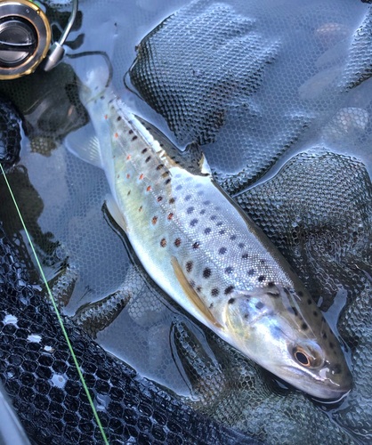 ブラウントラウトの釣果