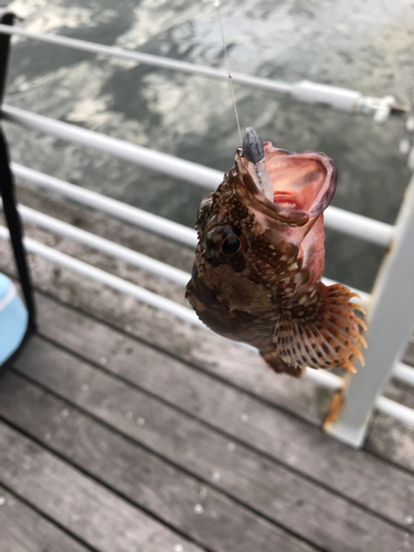 ガシラの釣果