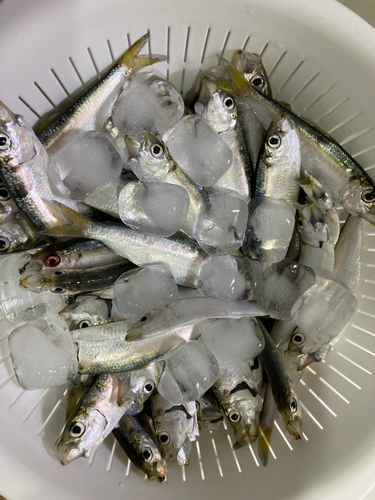 サッパの釣果