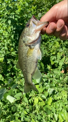 ブラックバスの釣果