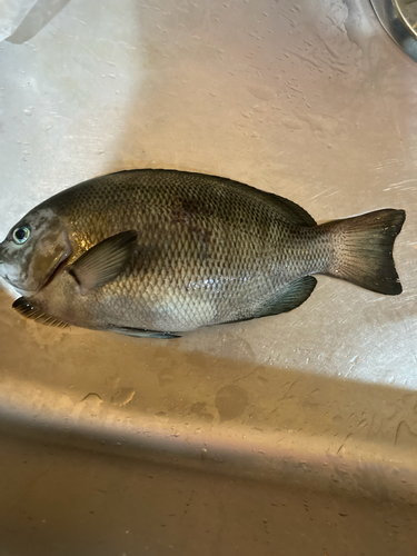 メジナの釣果