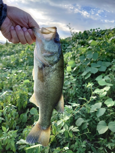 ブラックバスの釣果