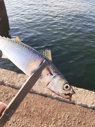 サバの釣果