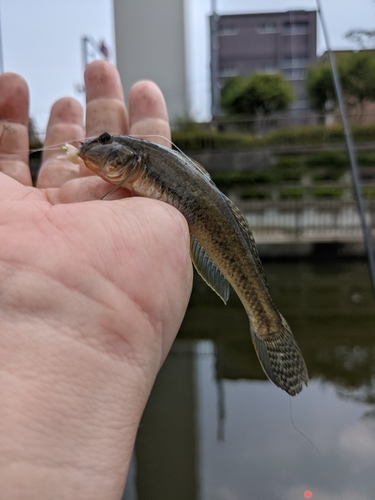 マハゼの釣果