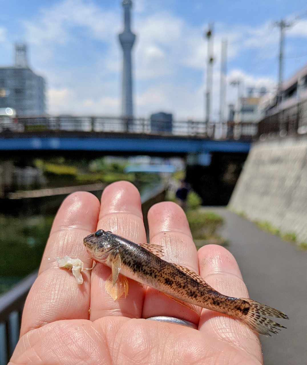 マハゼ