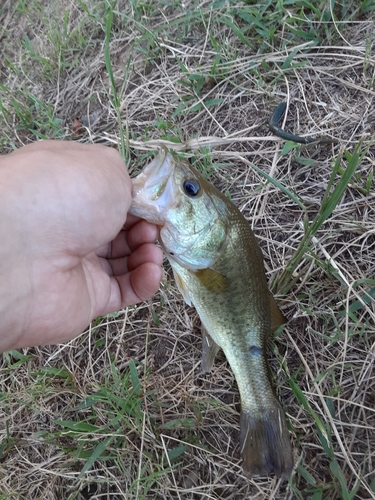 ラージマウスバスの釣果