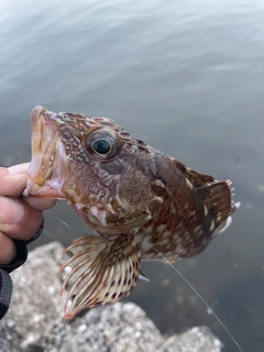 カサゴの釣果