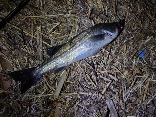 スズキの釣果