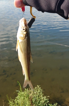 ニゴイの釣果