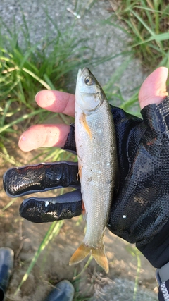 ウグイの釣果