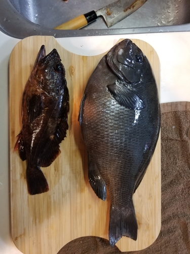 メジナの釣果