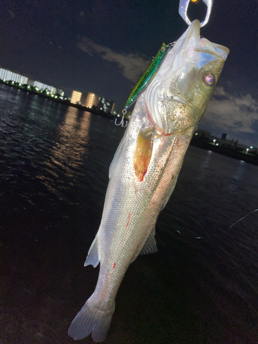 シーバスの釣果