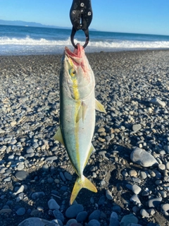 イナダの釣果