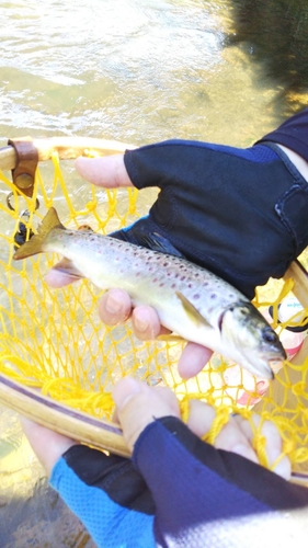 ブラウントラウトの釣果