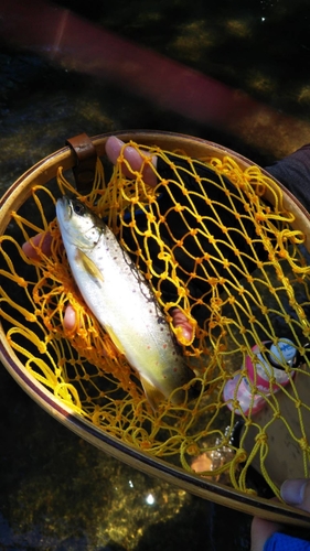 ブラウントラウトの釣果