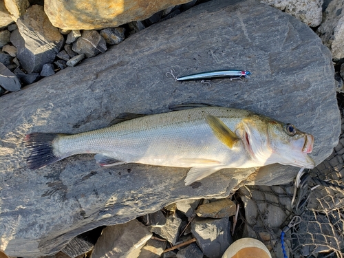 スズキの釣果