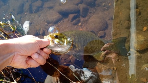 スモールマウスバスの釣果