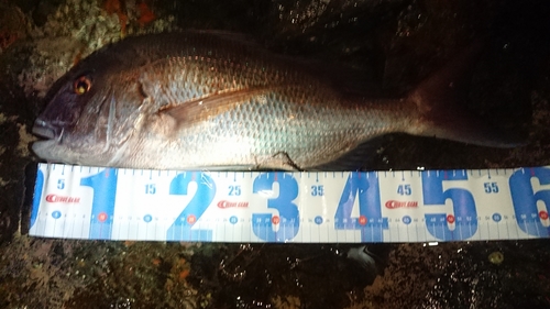 タイの釣果