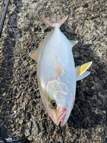 ショゴの釣果