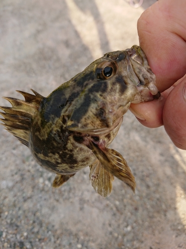 タケノコメバルの釣果