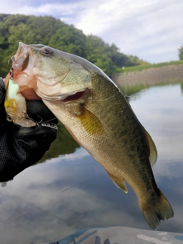 ブラックバスの釣果