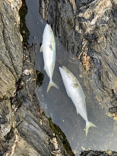 ハマチの釣果