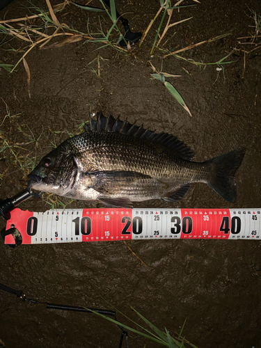 チヌの釣果