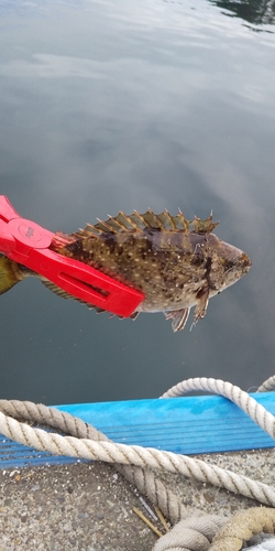 アイゴの釣果