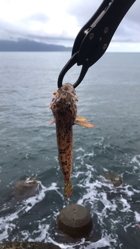 アナハゼの釣果