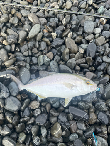 ショゴの釣果