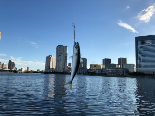 サバの釣果